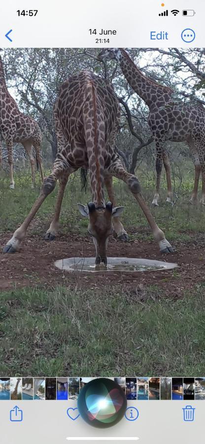 Hotel Wild Goose Marloth Park Exteriér fotografie